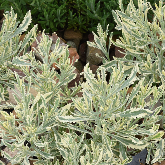 Meerlo Lavender