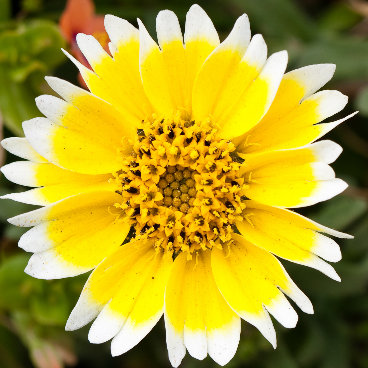 Tidy Tips Layia