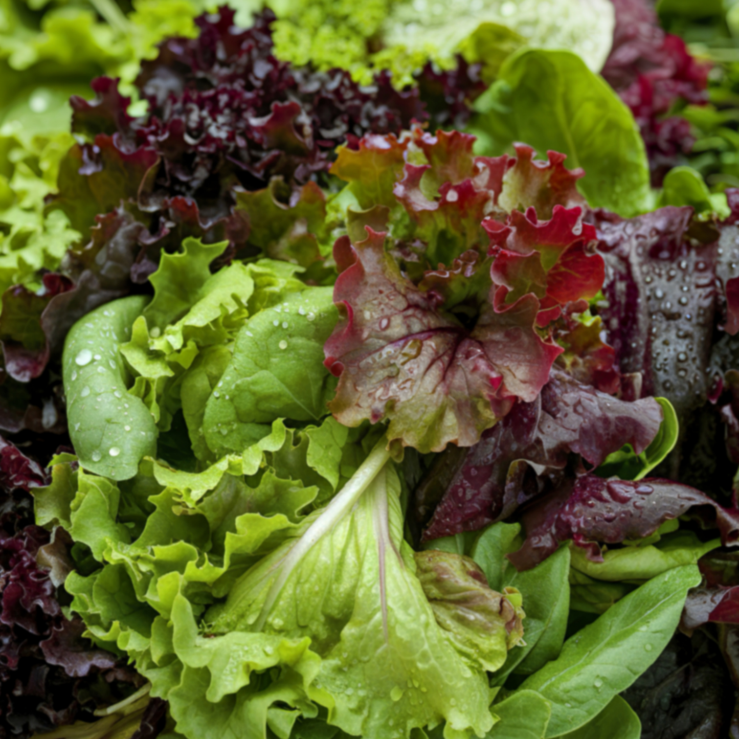 Gourmet Blend Lettuce, 6 plants
