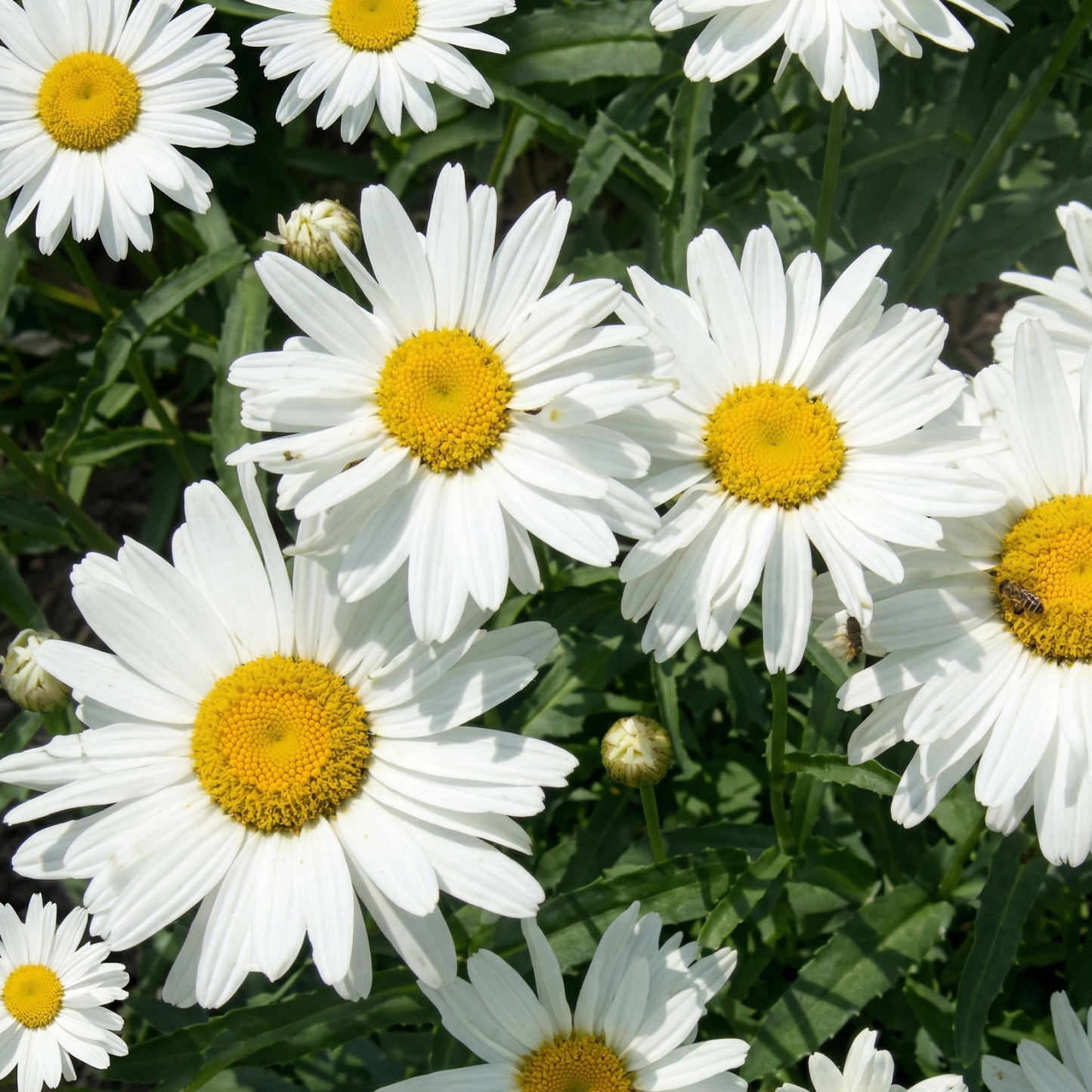 Alaska Shasta Daisy