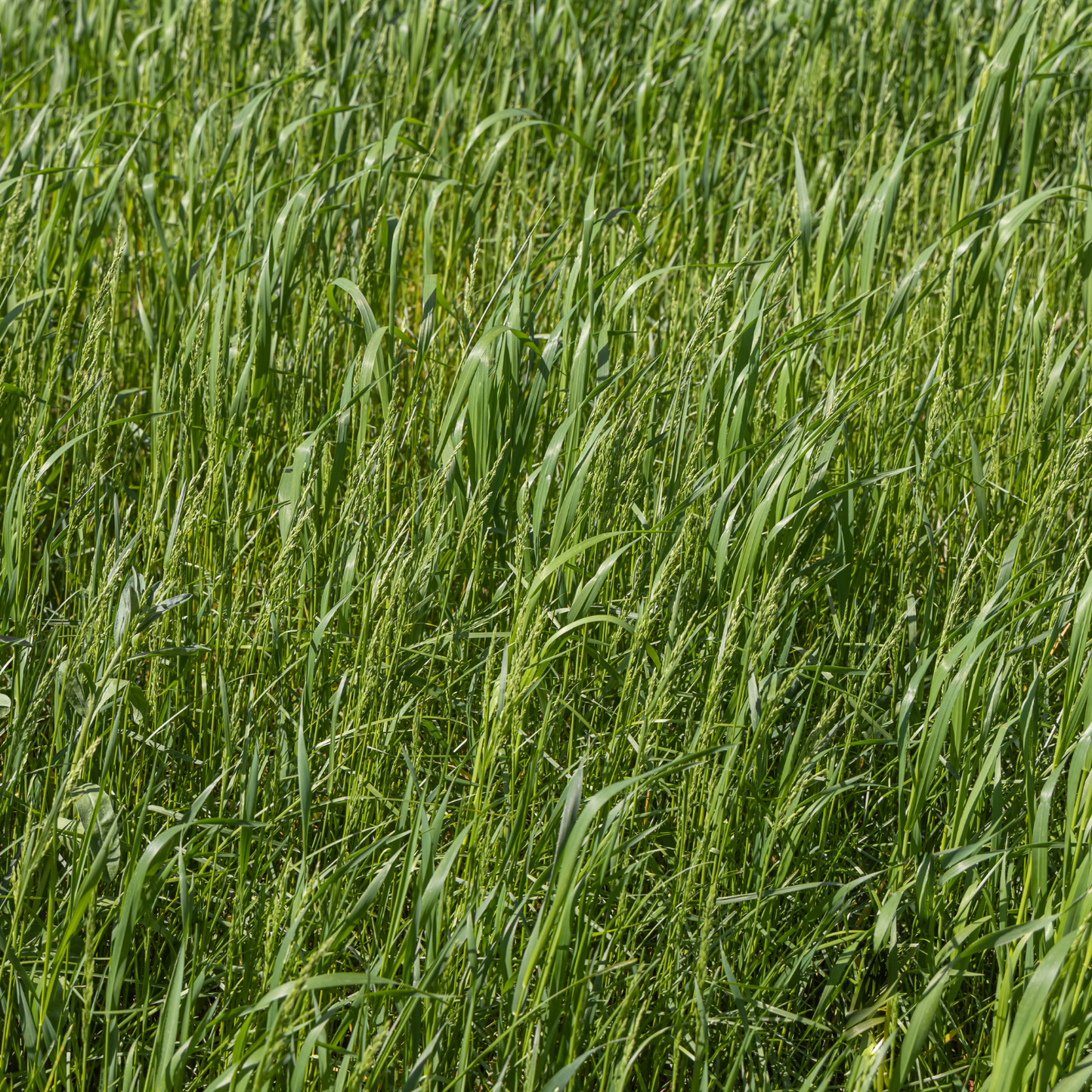 Lagunita Creeping Wildrye