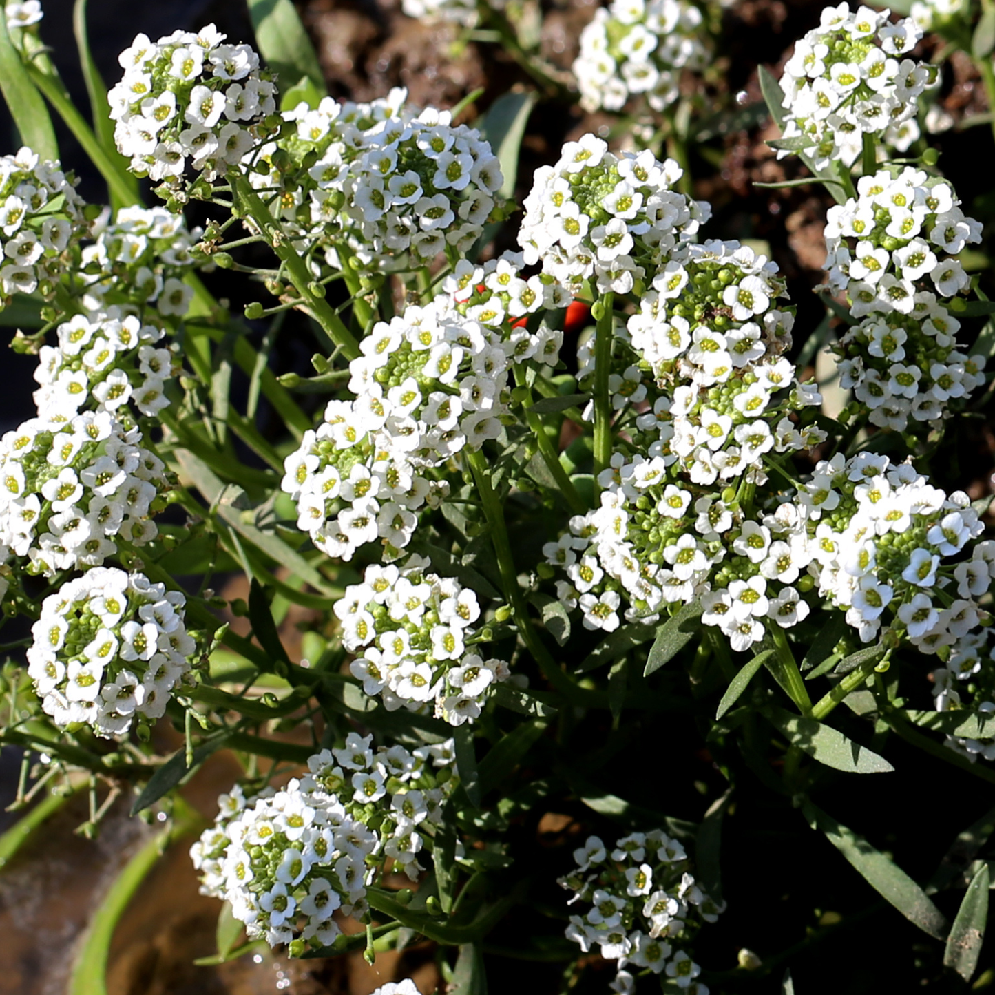 White Stream Sweet Alyssum