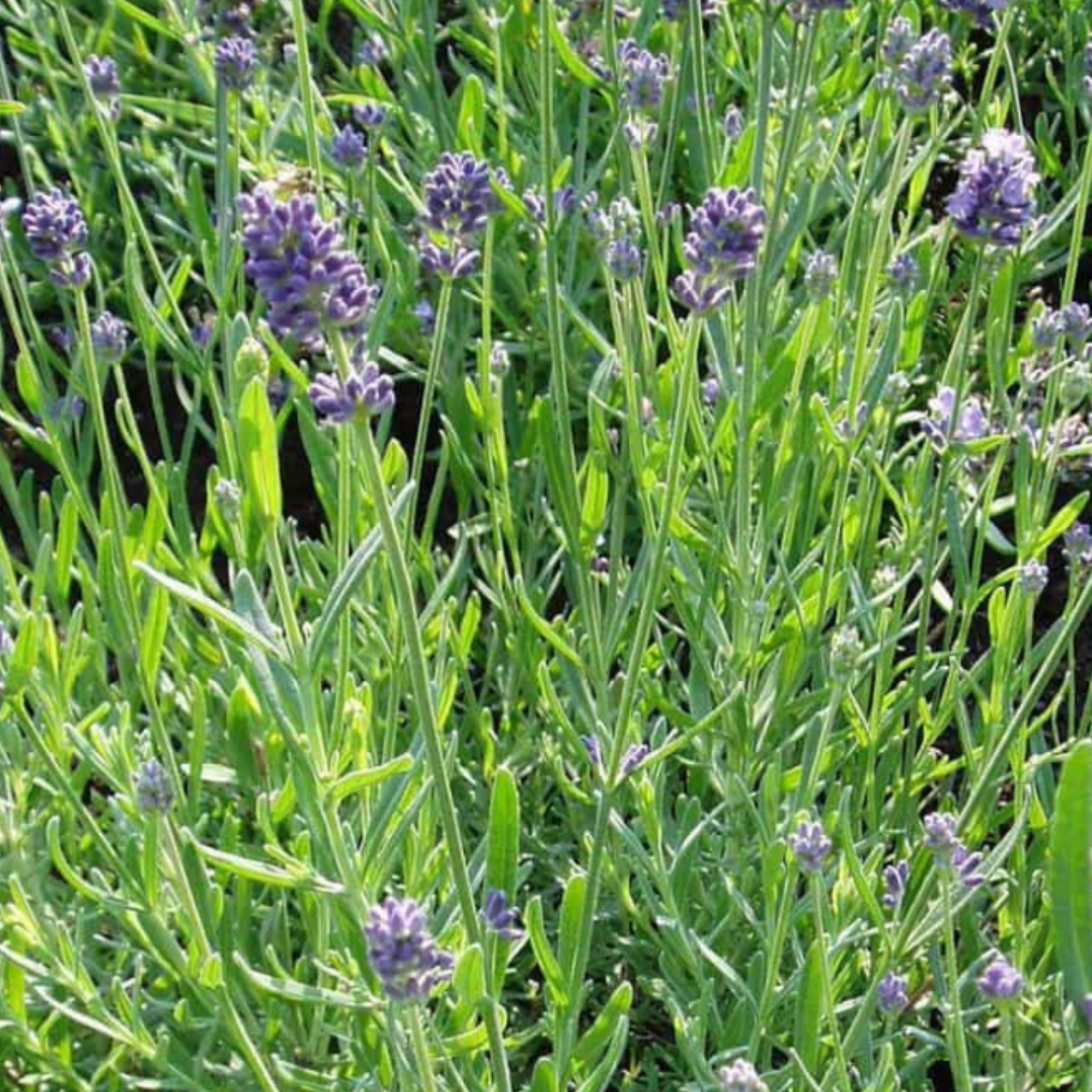 Organic Lady Lavender Seedling