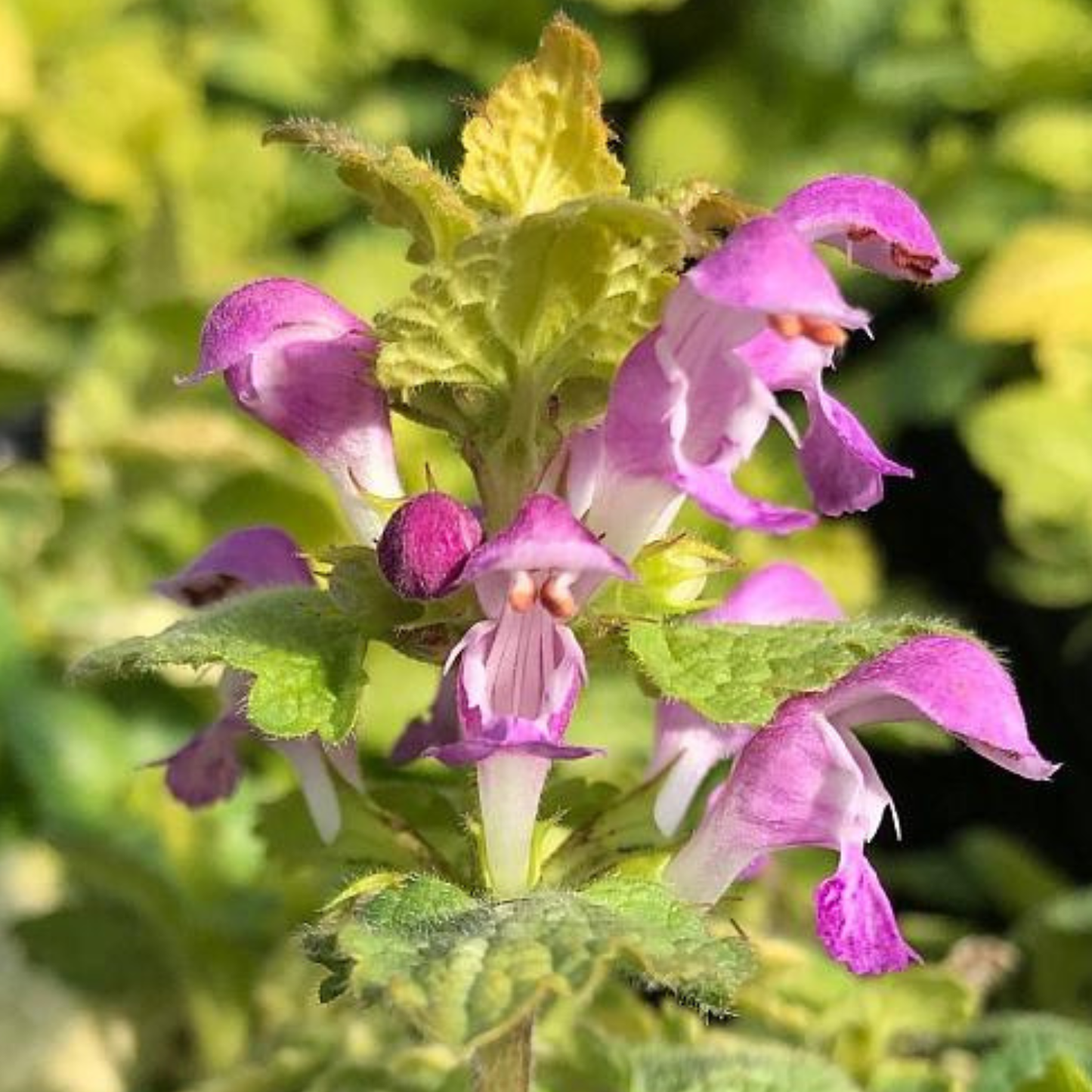 Aureum Lamium