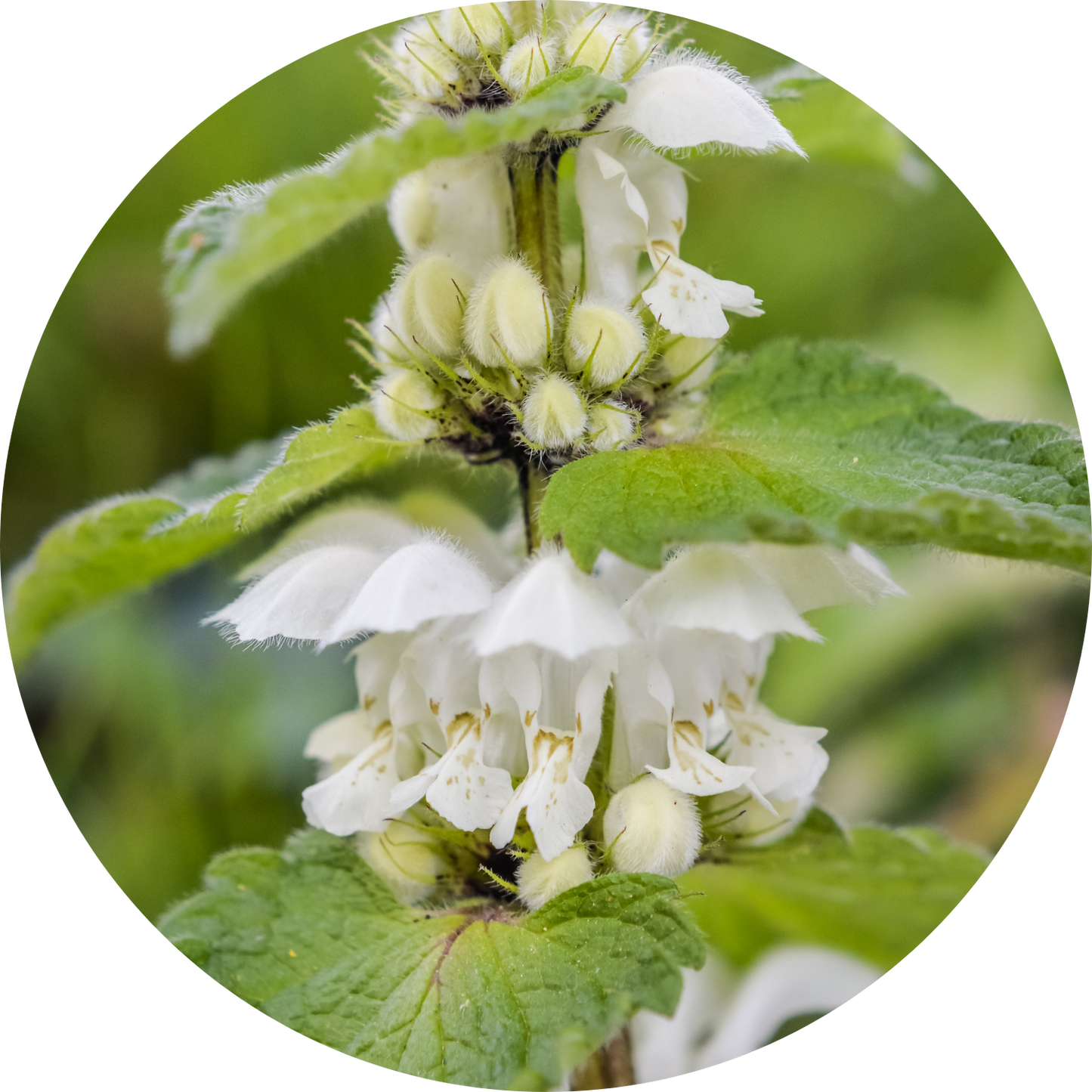 Lamium "White Floral"