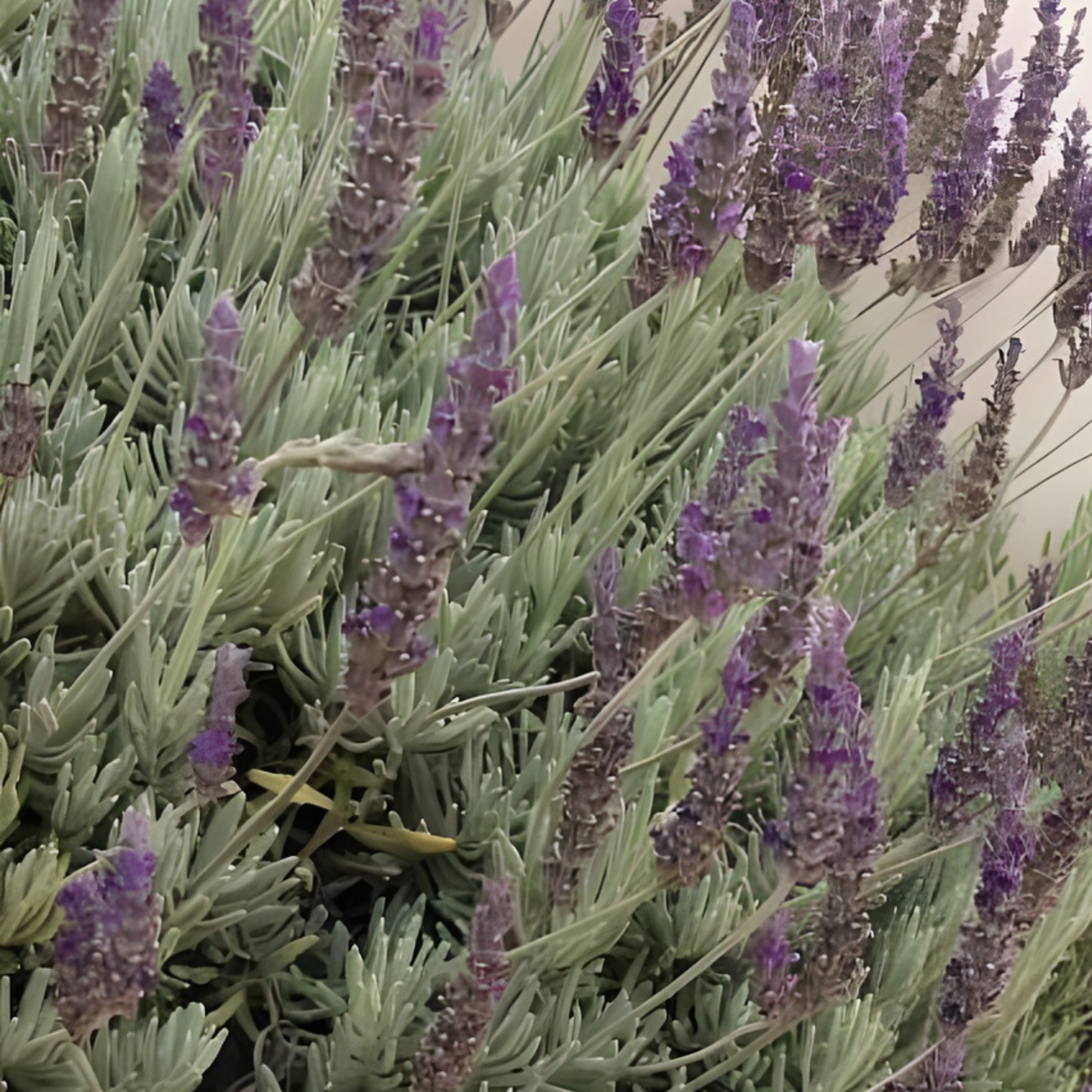 Purple Floral Grey Lavender