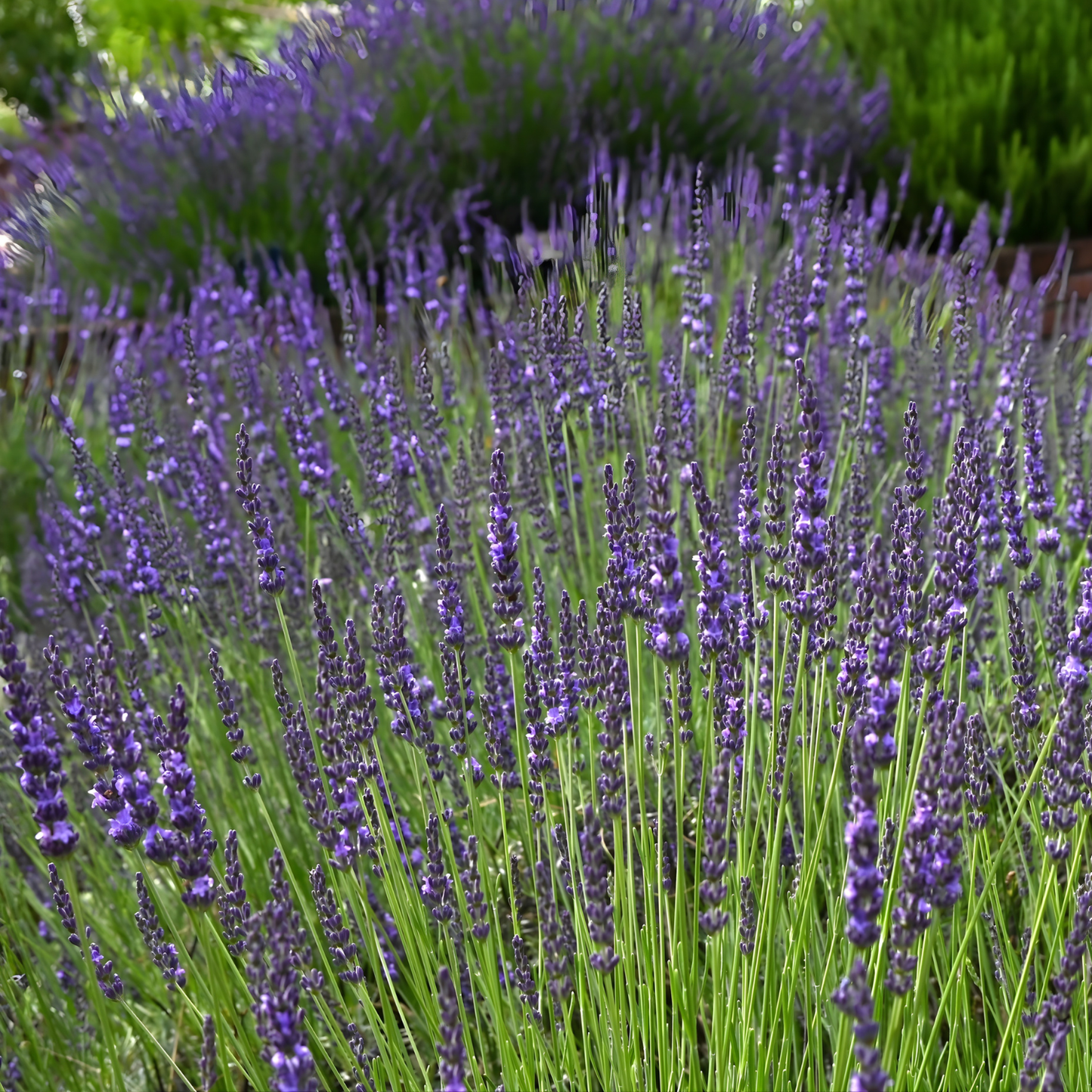 Grosso Purple Floral Lavender