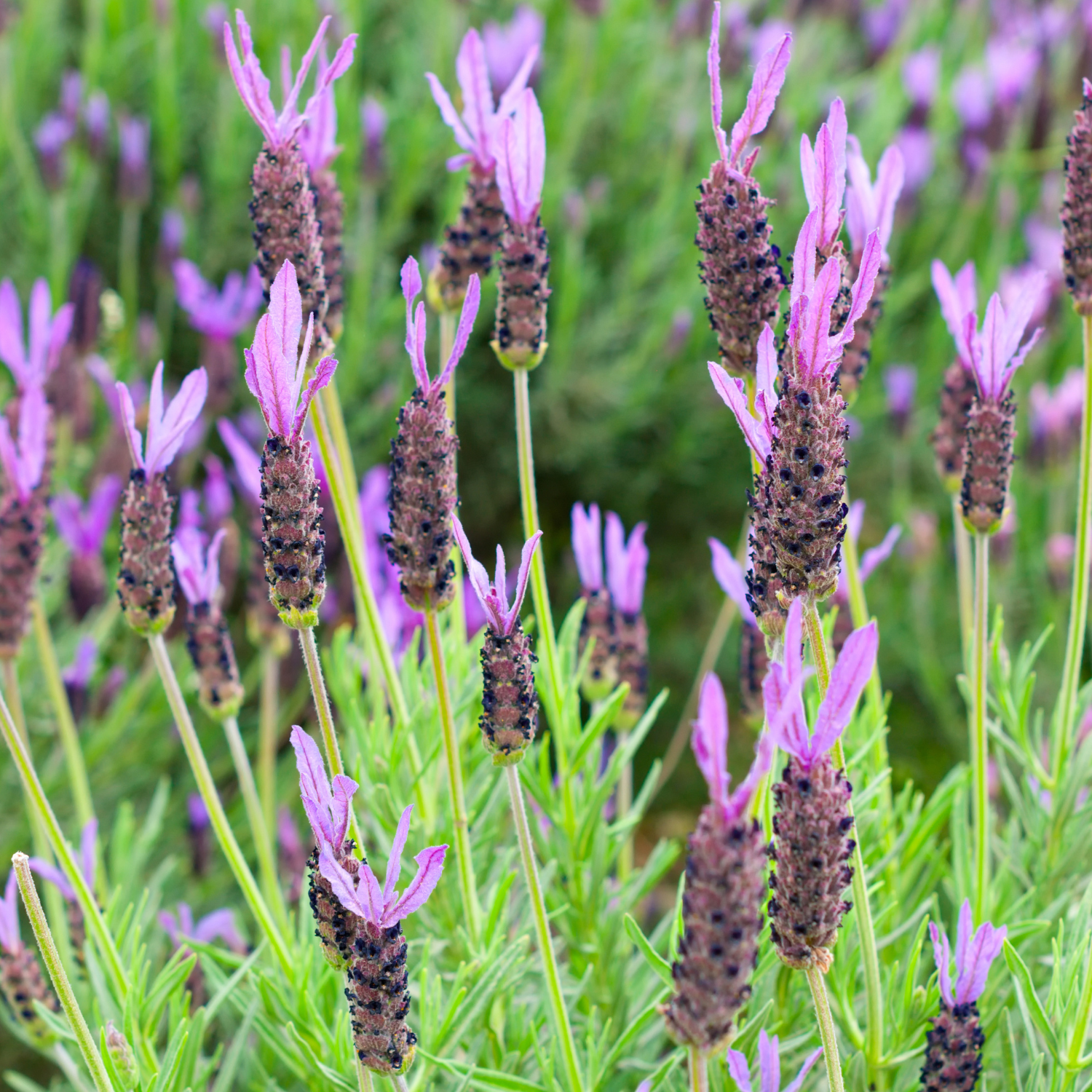 places to buy lavender plants Pretty Polly Lavender