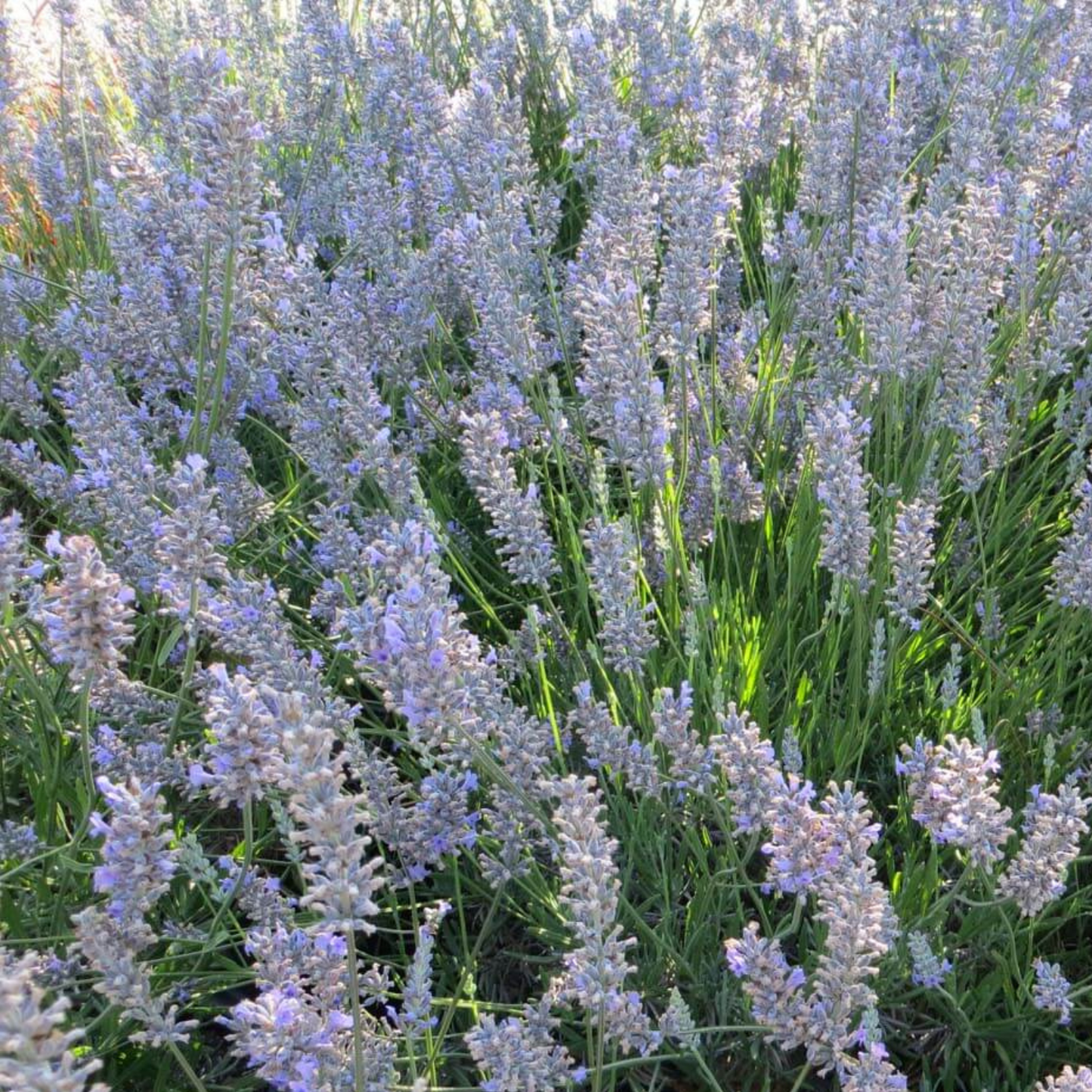Provence Purple Floral Lavender
