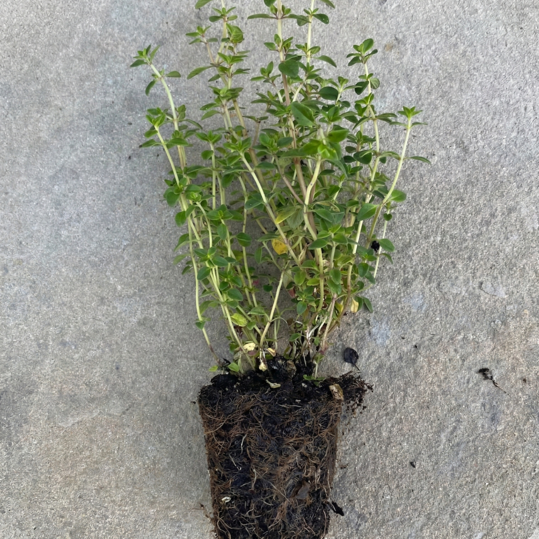 Lemon Thyme, 2