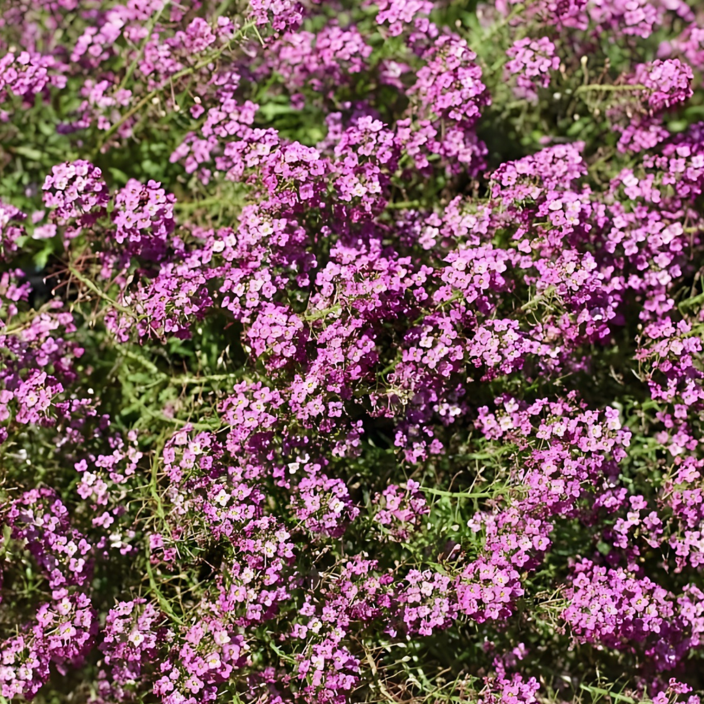 Rose Sweet Alyssum Hybrida Stream Compact