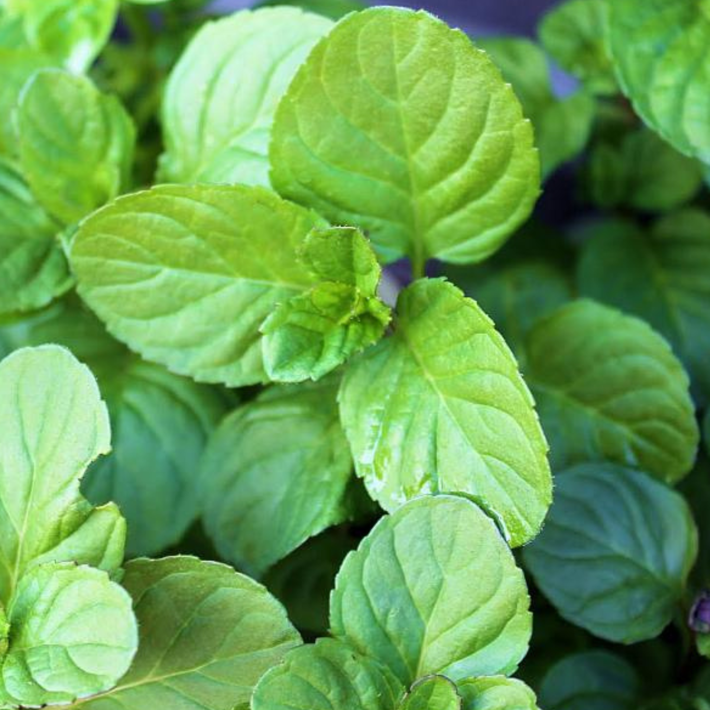 Mojito Mint, 4" plant