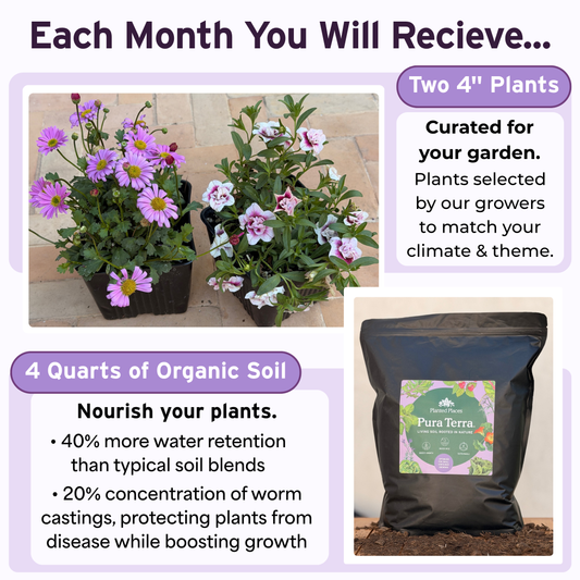 Pretty in Pink Monthly Floral Box