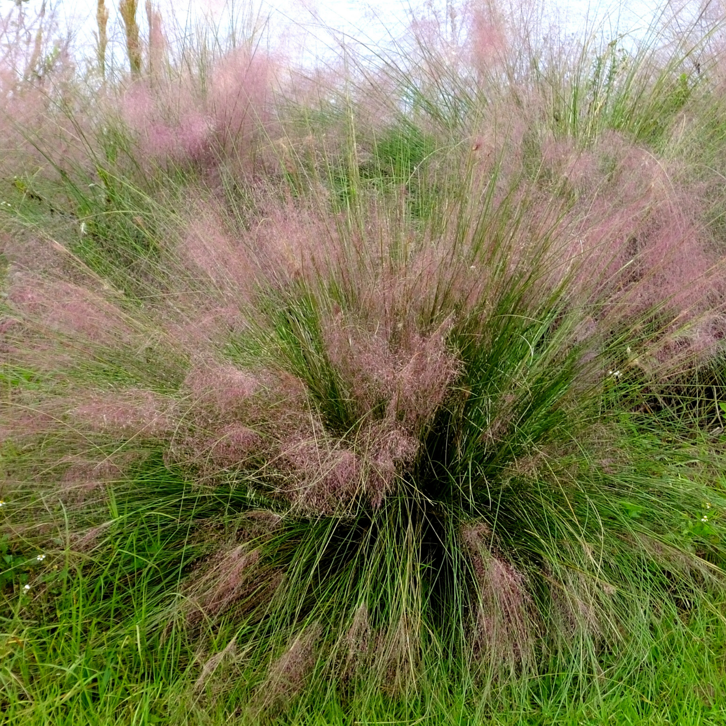 Sericea Muhly Grass