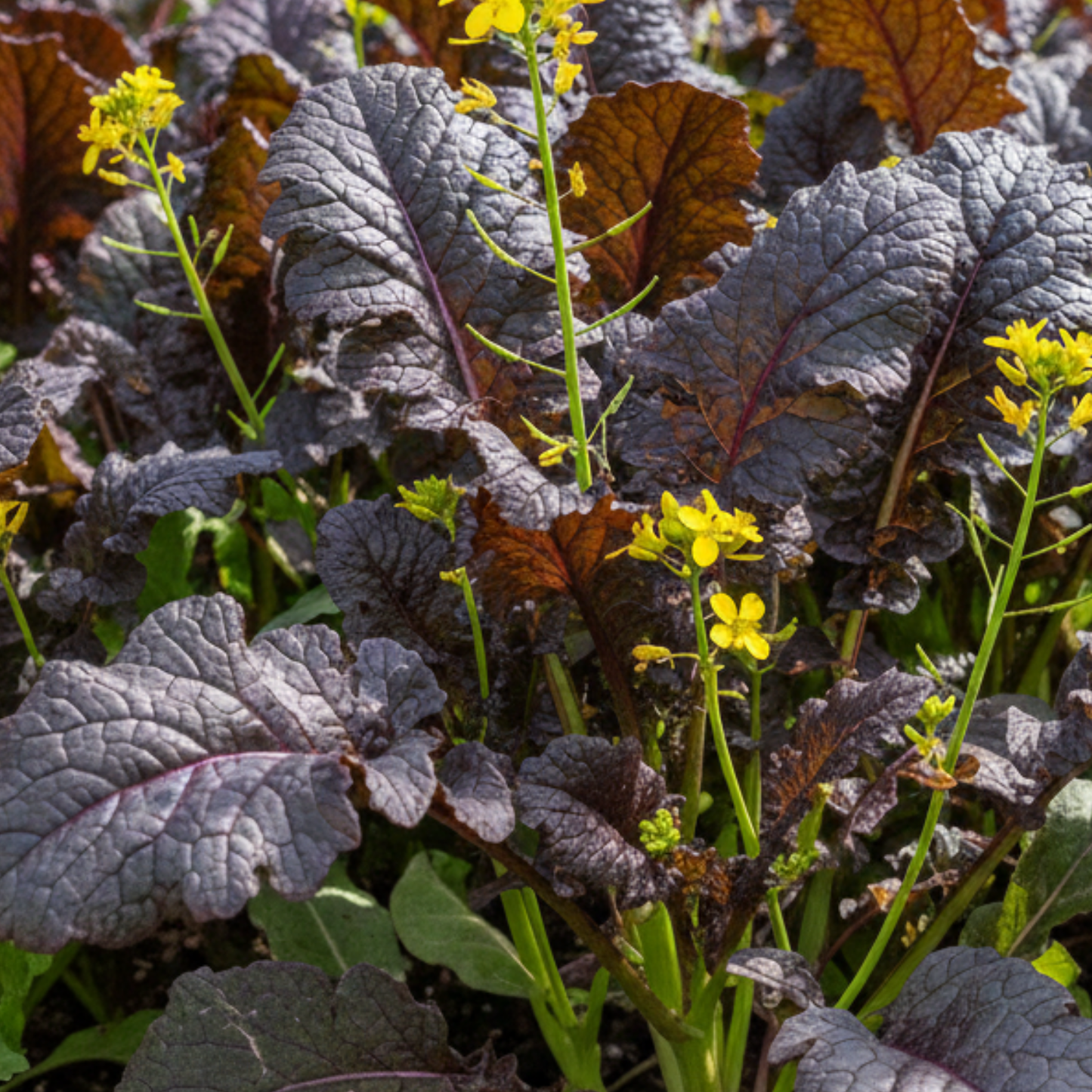 Garnet Giant Mustard, 6 plants