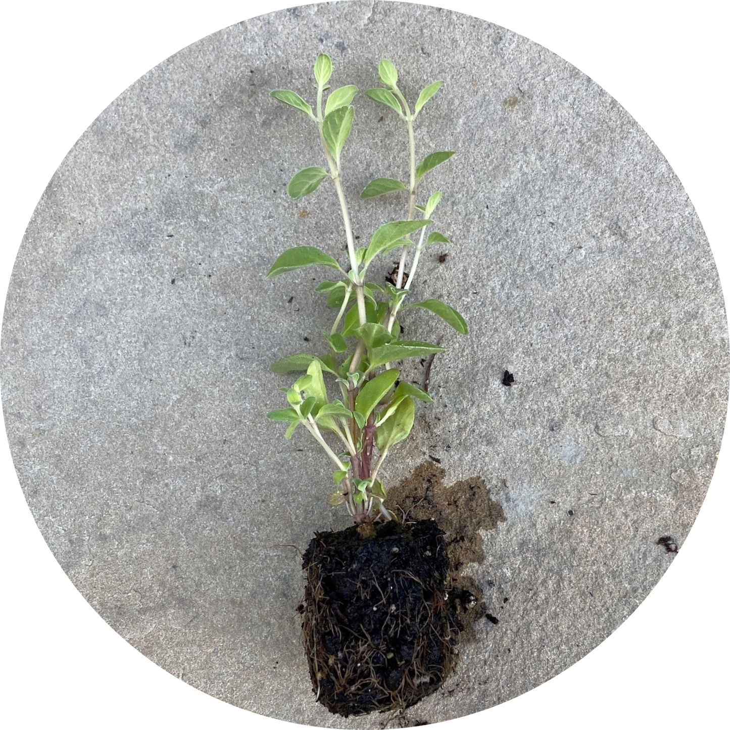 Marjoram