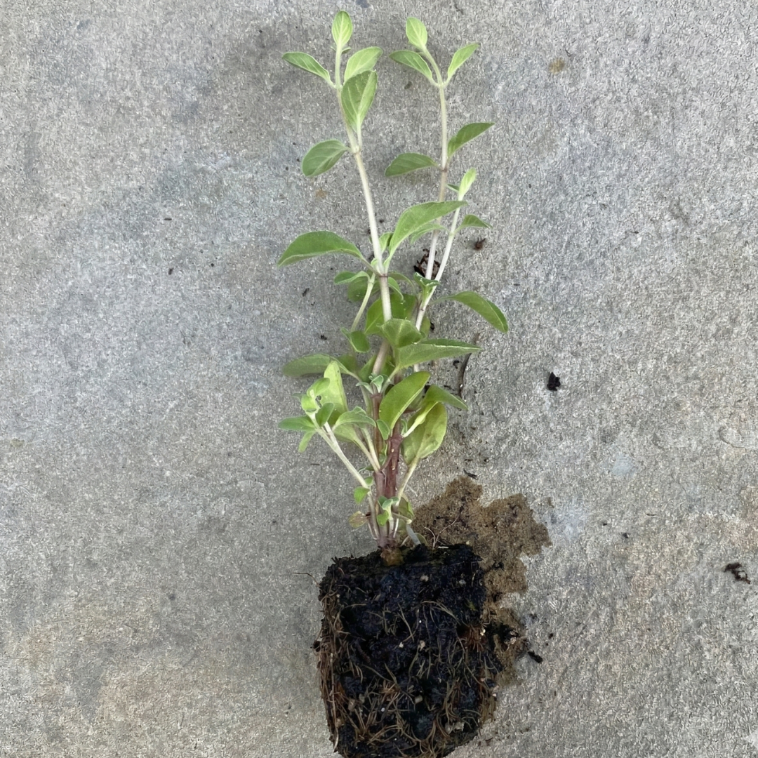 Marjoram