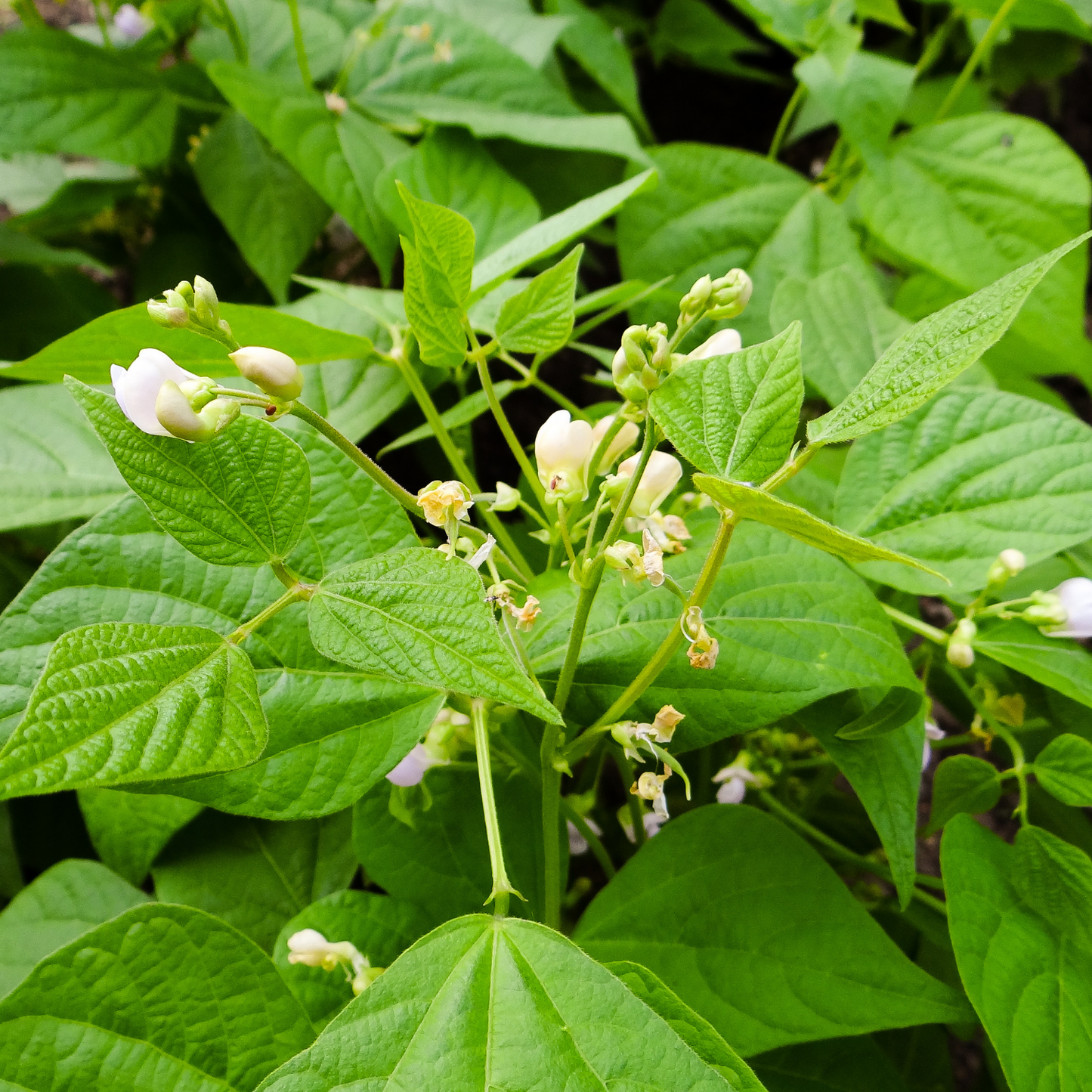 Maxibel Haricot Vert Bean, 6 plants