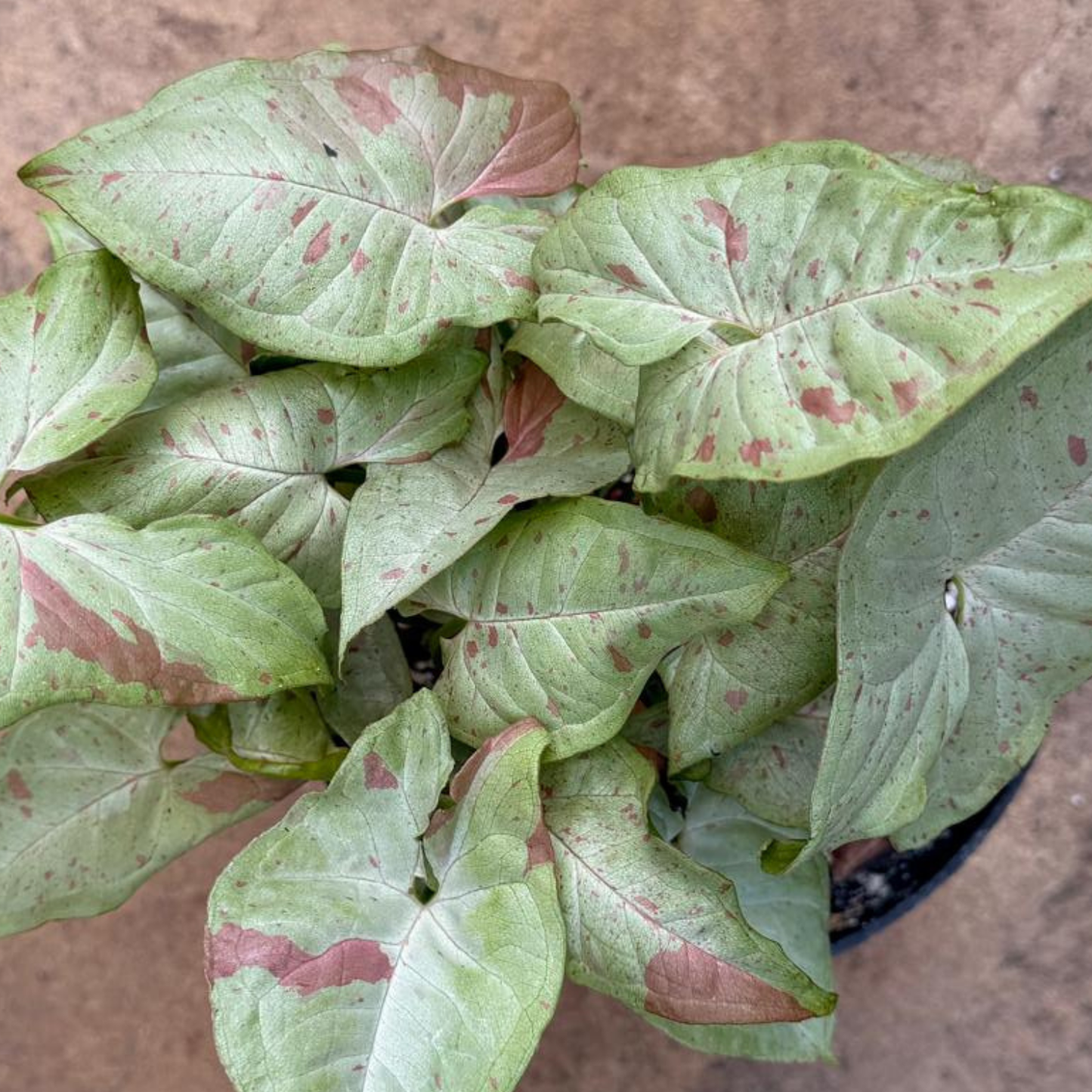 Milk Confetti Arrowhead, 6" plant