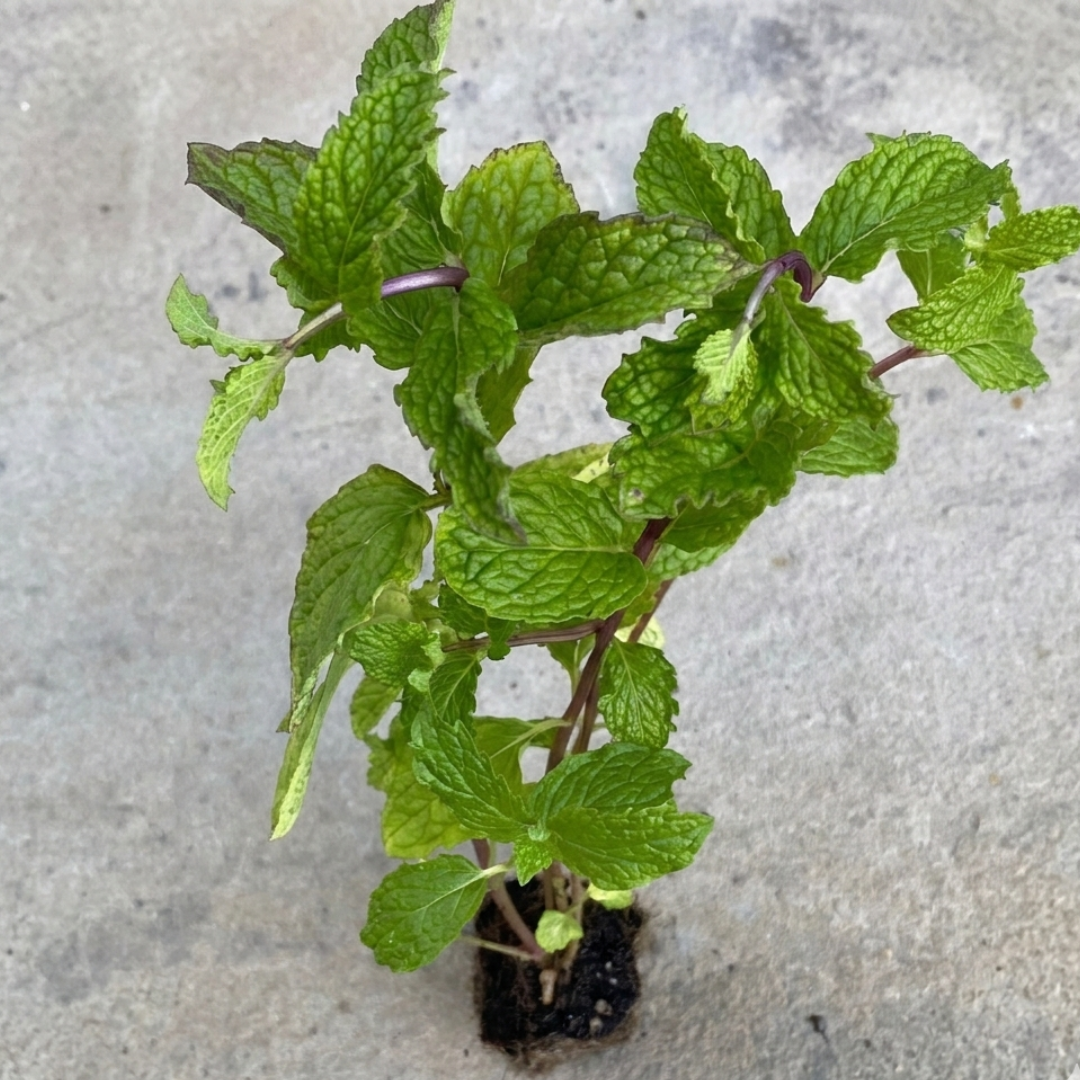 Mojito Mint, 2" plant