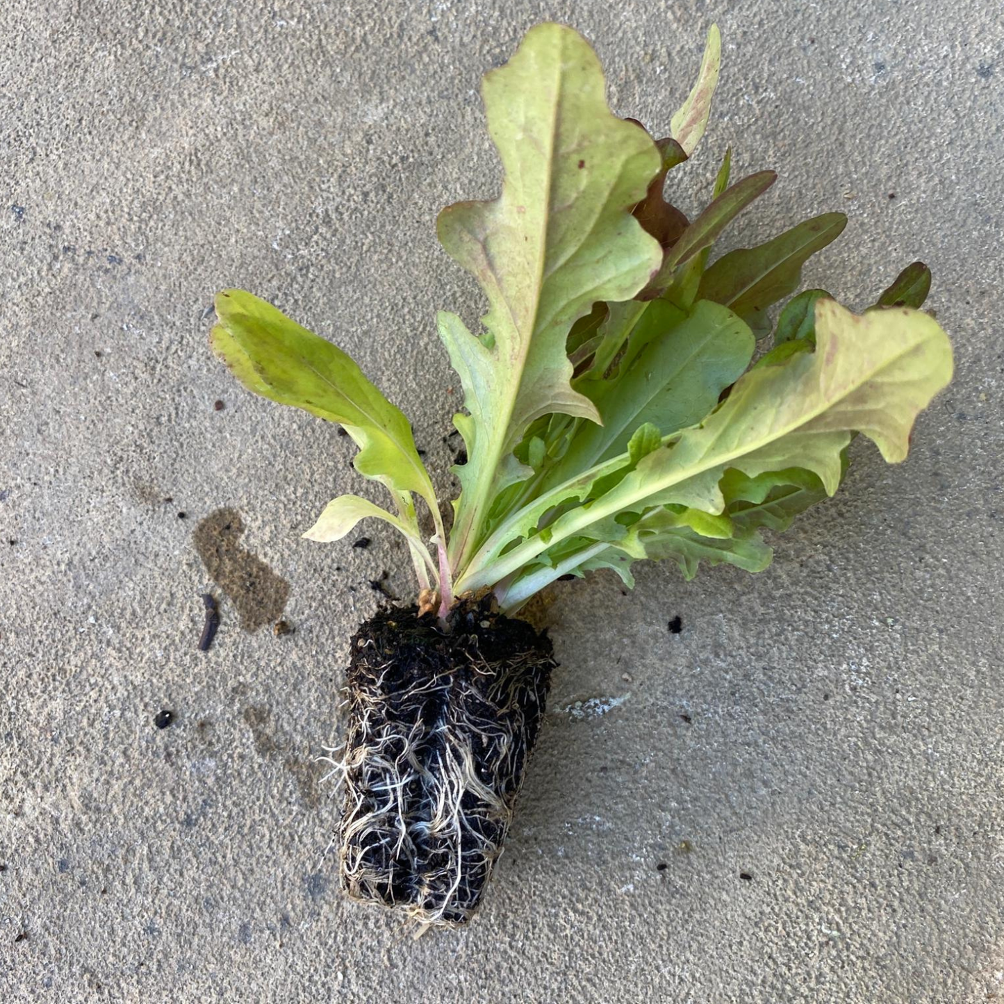 Morgana Leaf Lettuce
