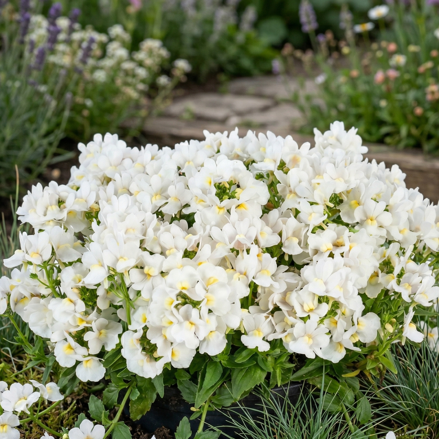 Snowberry Nemesia