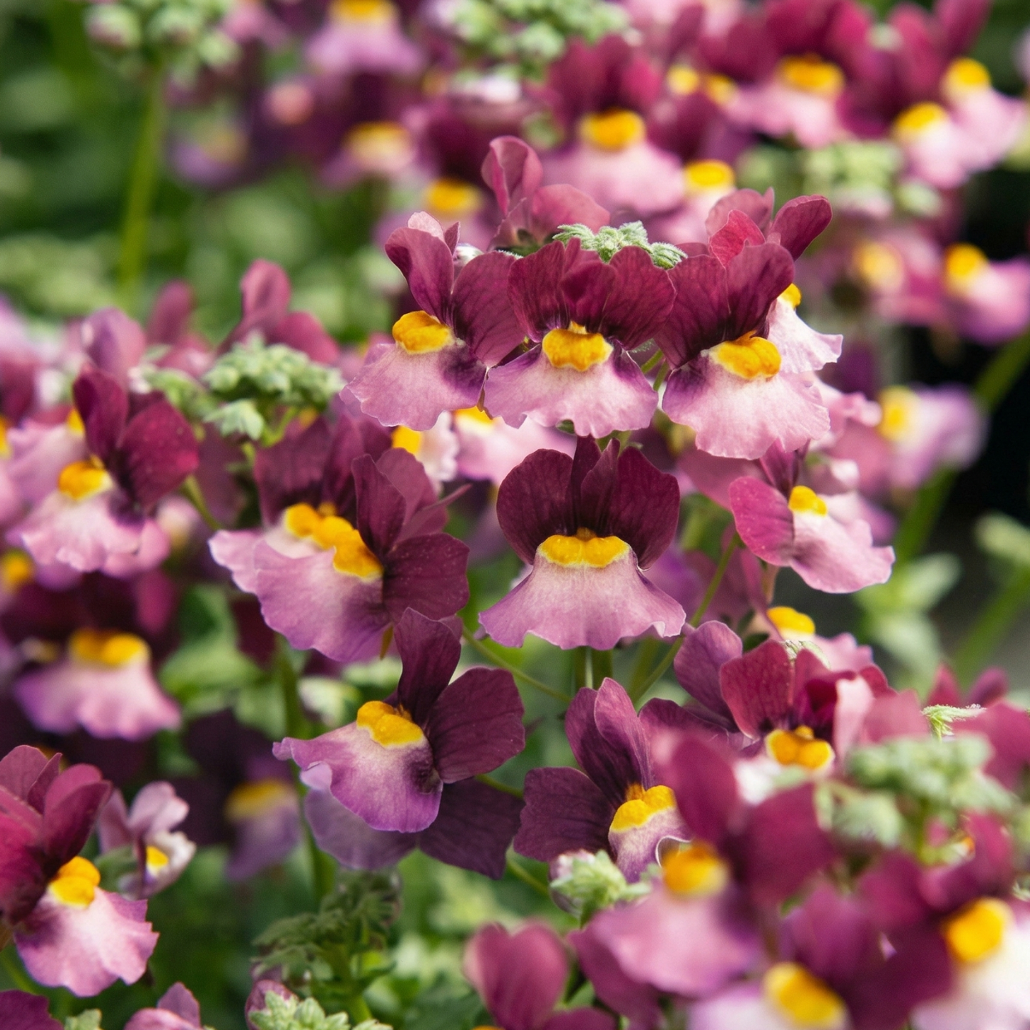 Boysenberry Fairy Kisses Nemesia