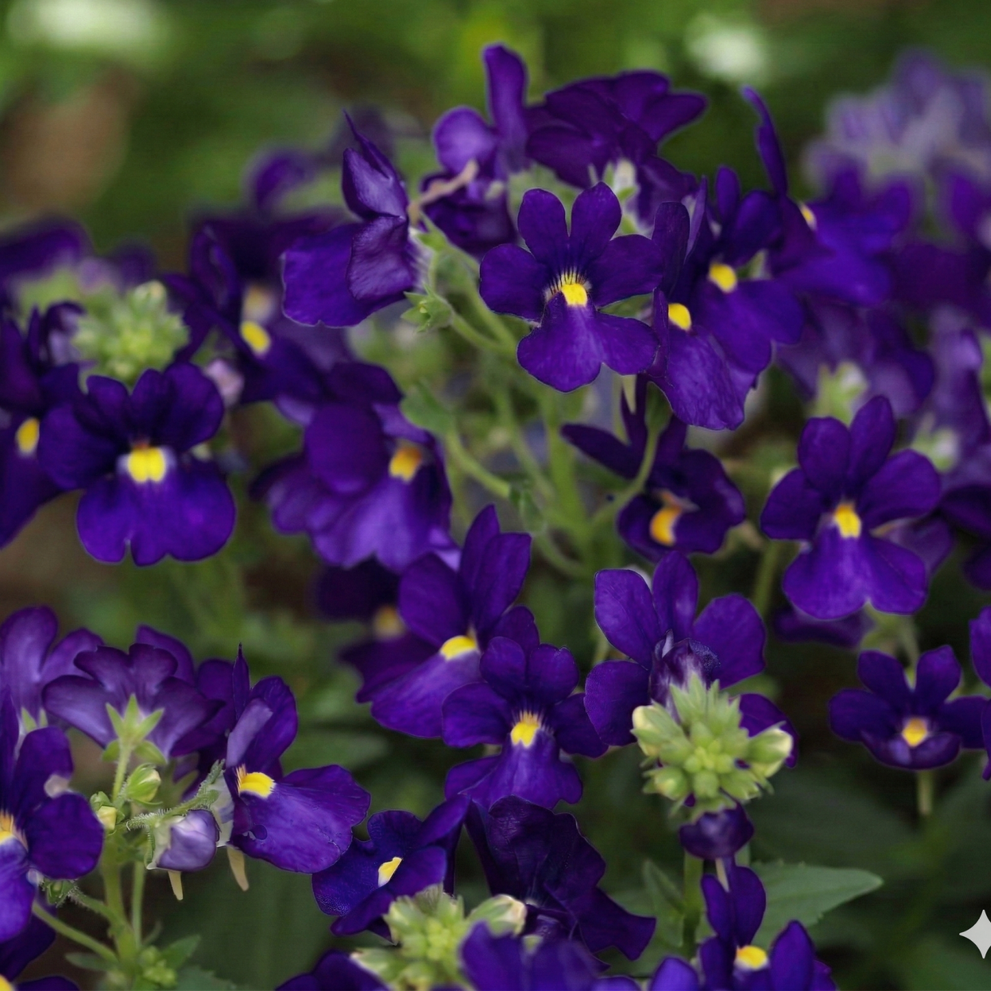 Karoo Dark Blue Nemesia