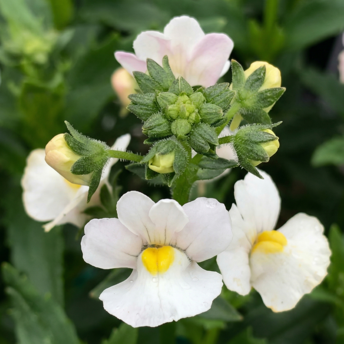 Karoo White Nemesia