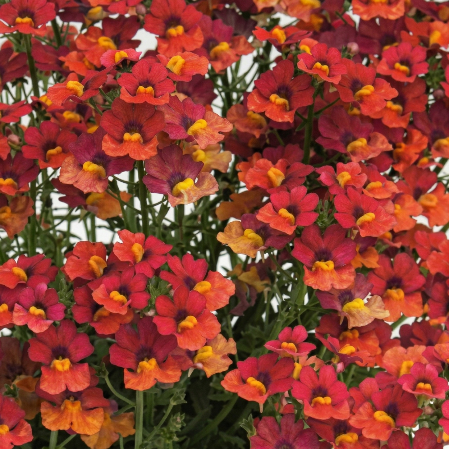 Little Papaya Babycake Nemesia