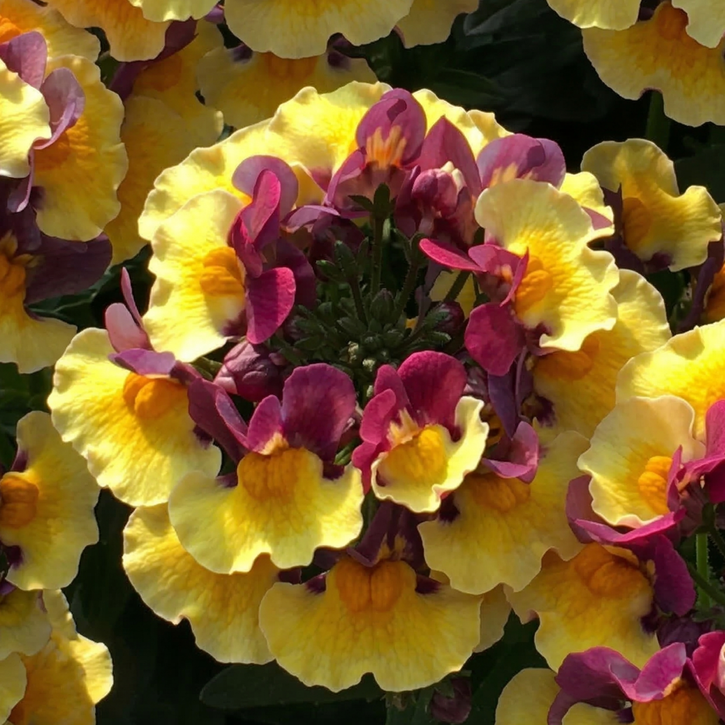 Rhubarb & Custard Aroma Nemesia