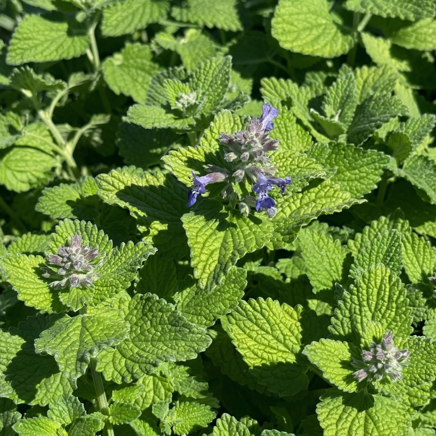 Chartreuse on the Loose Catmint