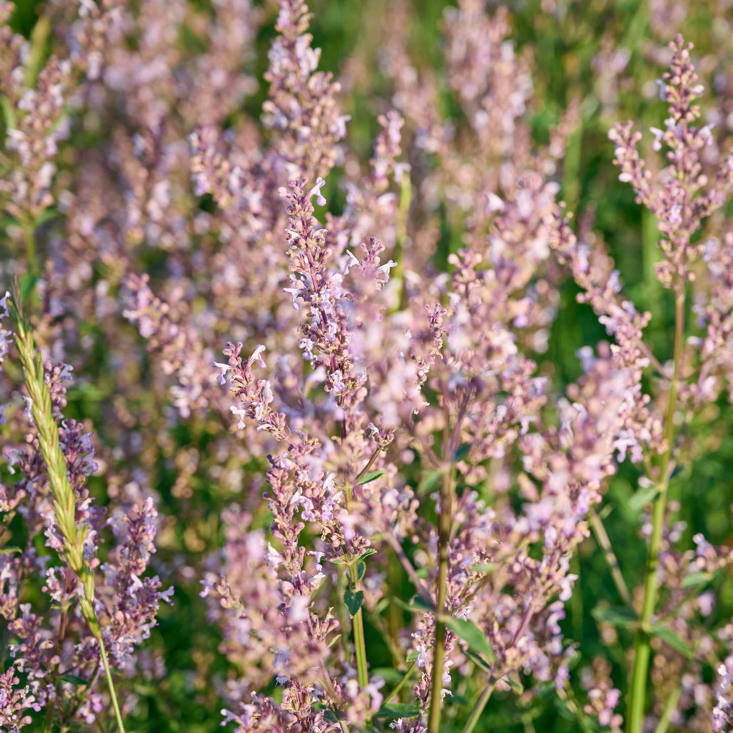 Whispurr Pink Nepeta