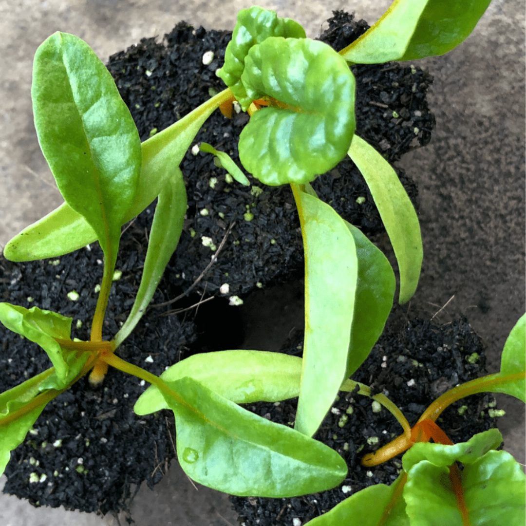 Bright Lights Swiss Chard