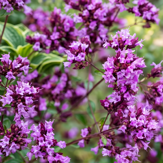 Hopley's Ornamental Oregano