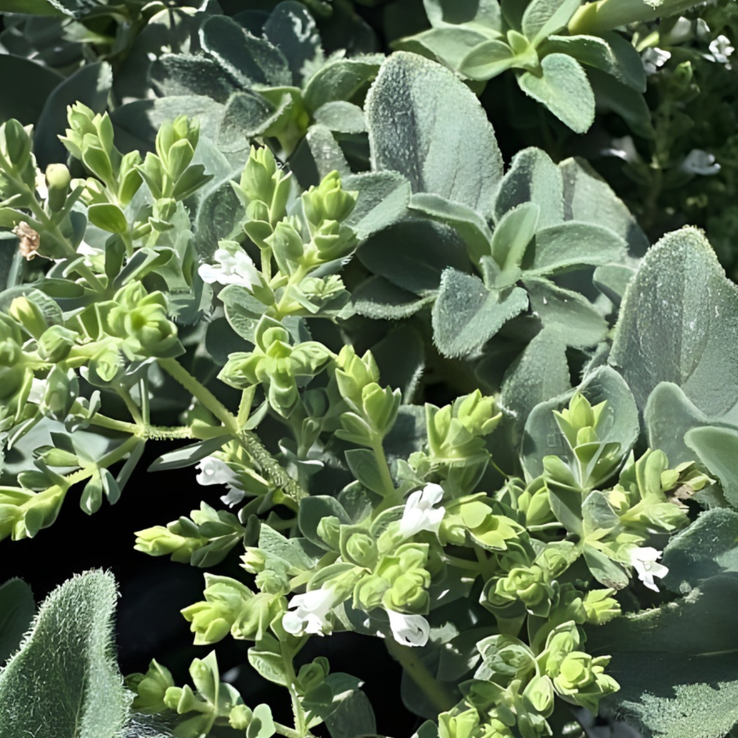 Hot & Spicy Oregano