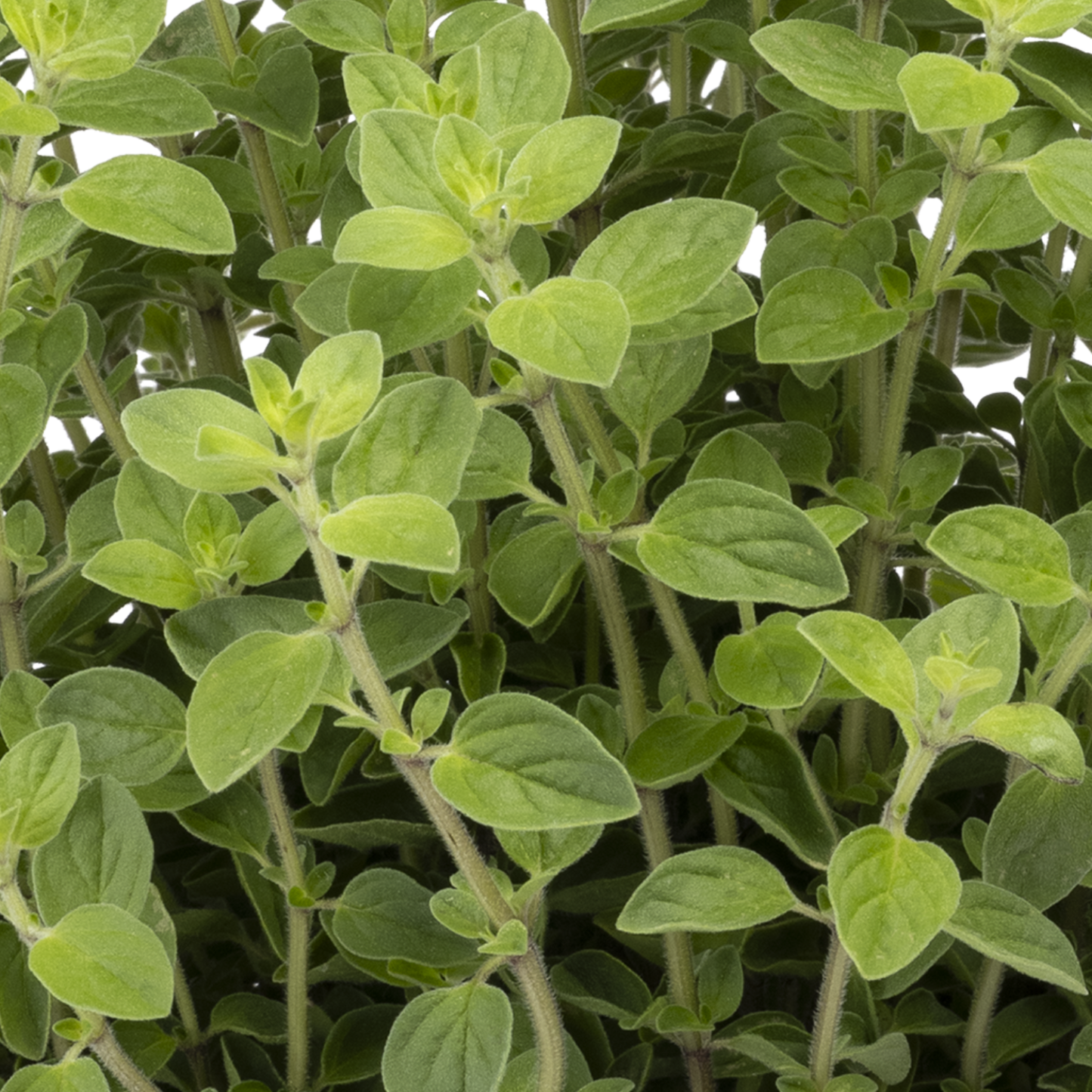 White Anniversary Oregano