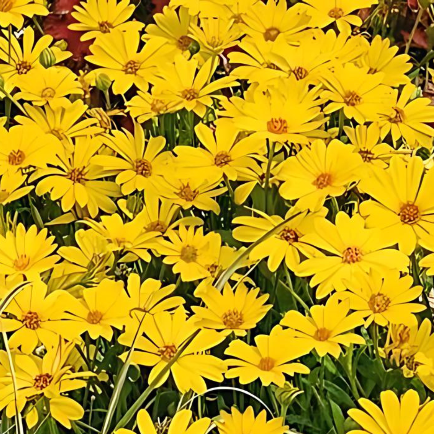 Yellow African Daisy Summersmile