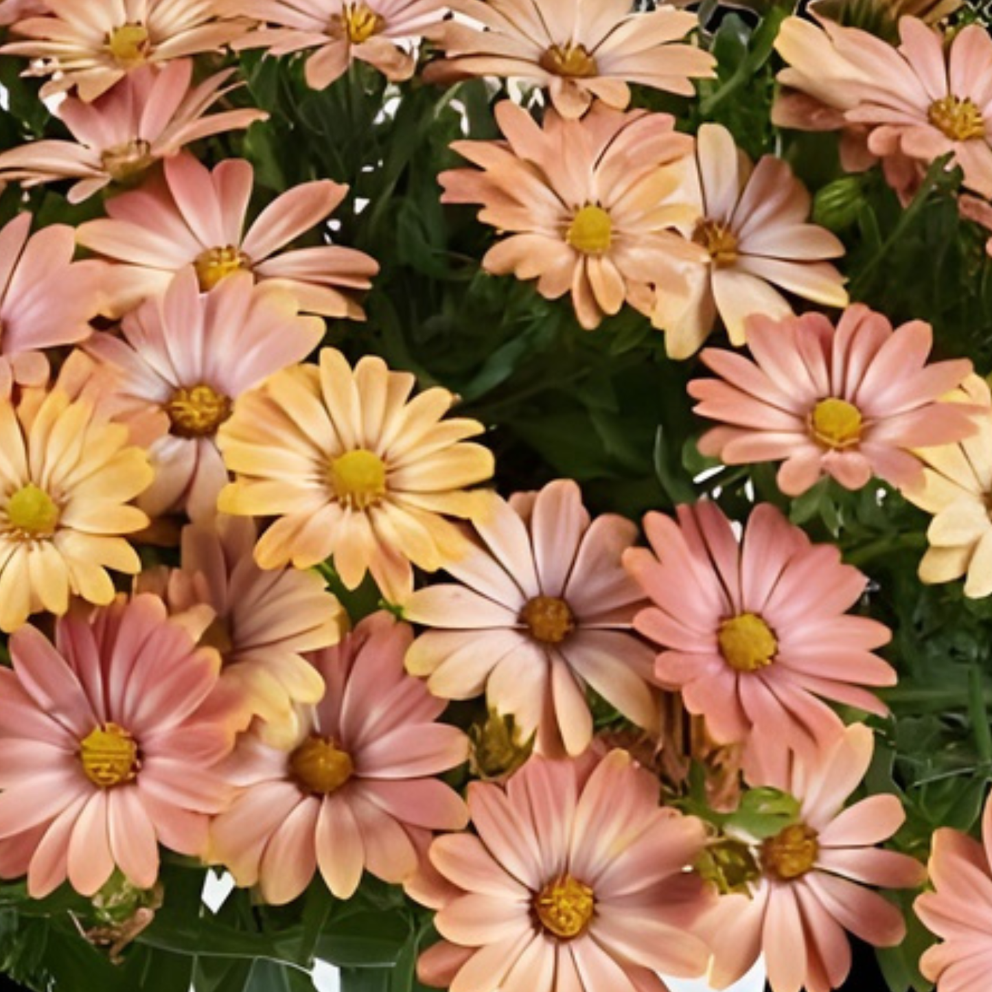 Daybreak Trailing African Daisy Osticade