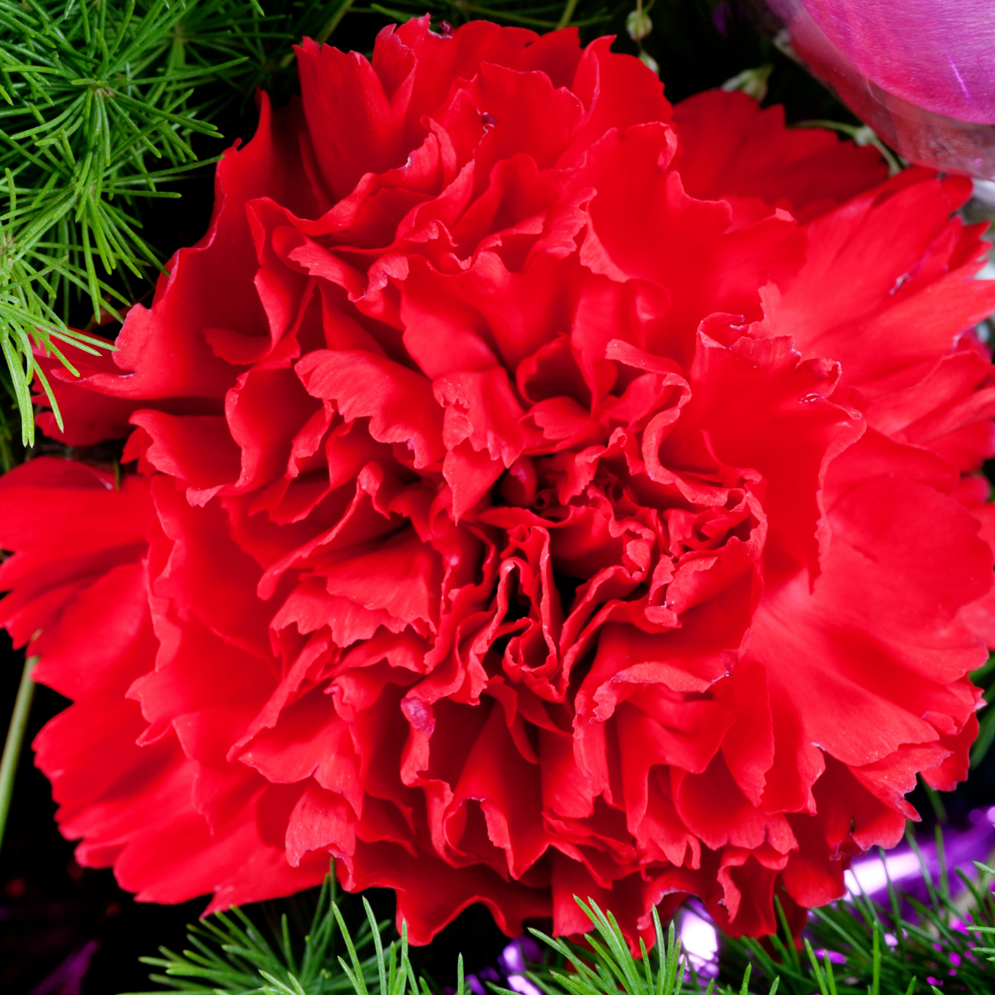 Odessa Red Dianthus