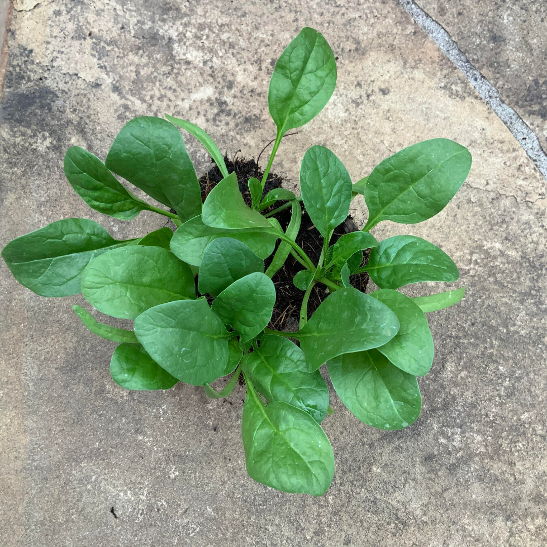 Oriental Giant Spinach