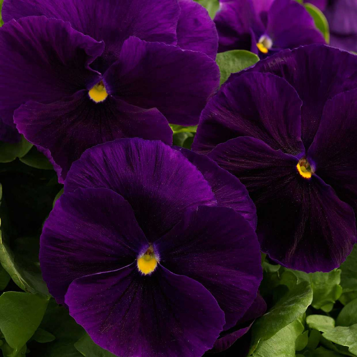 Clear Purple Viola