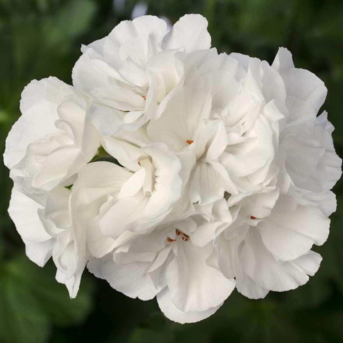 Calliope Large White Geranium