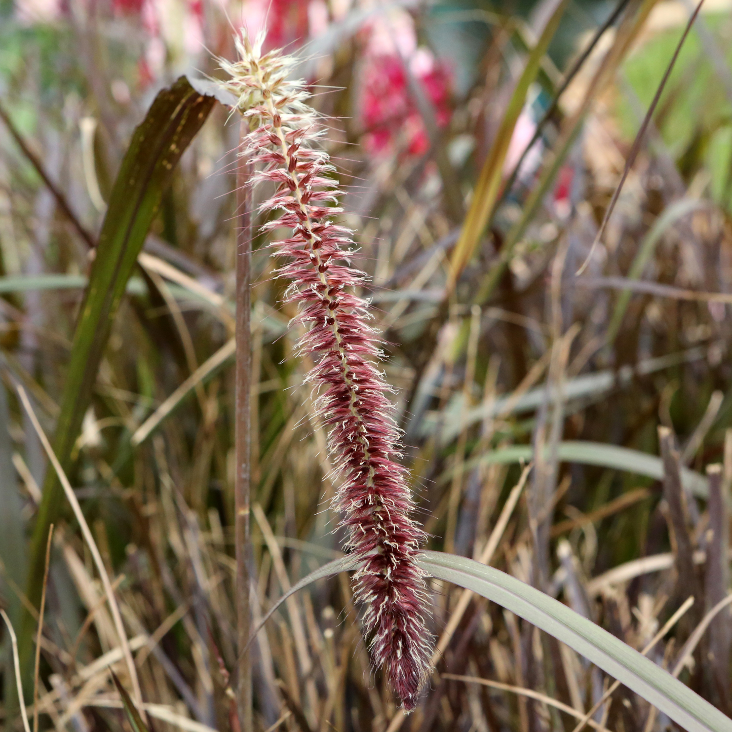 Rubrum Purple Fountain Grass