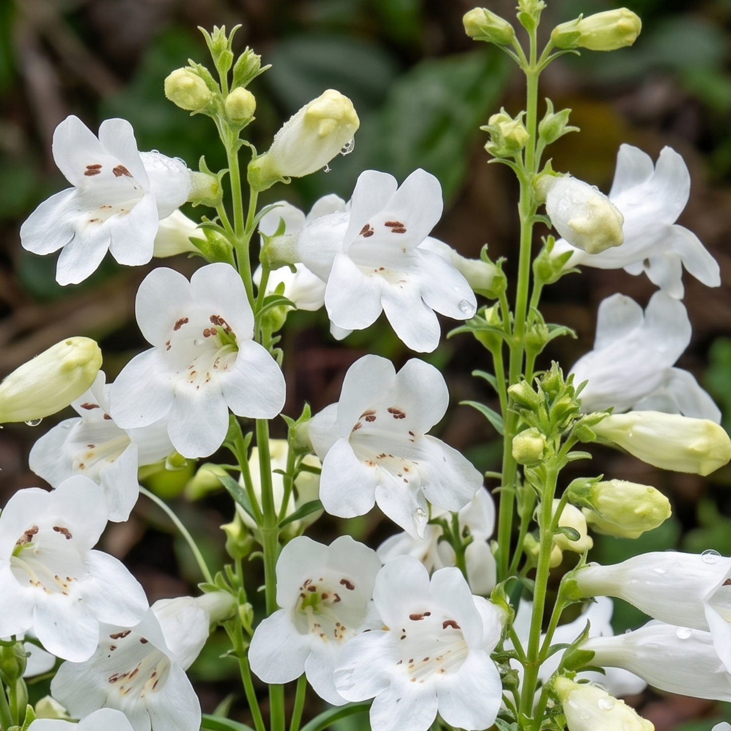 GMR White Foothill Penstemon