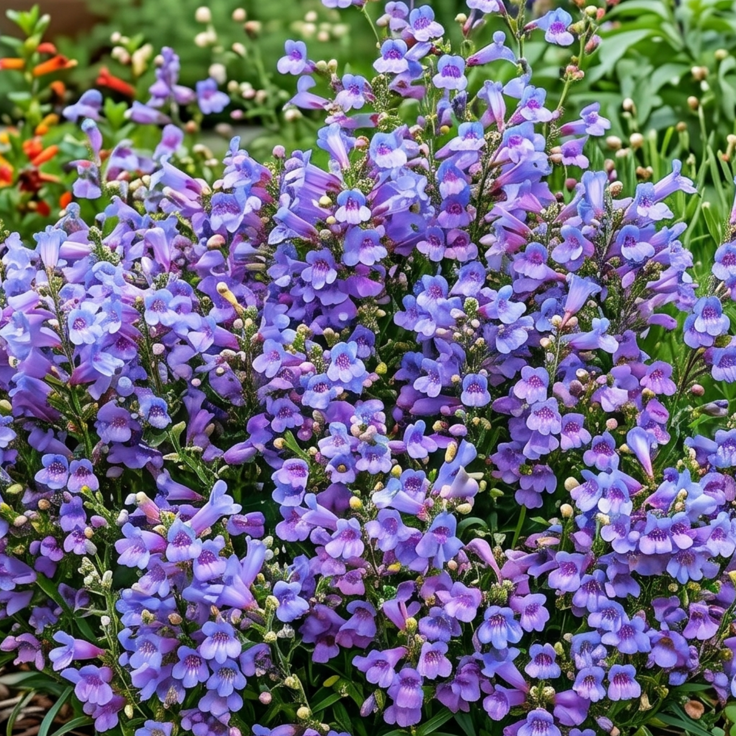 Margarita BOP Penstemon