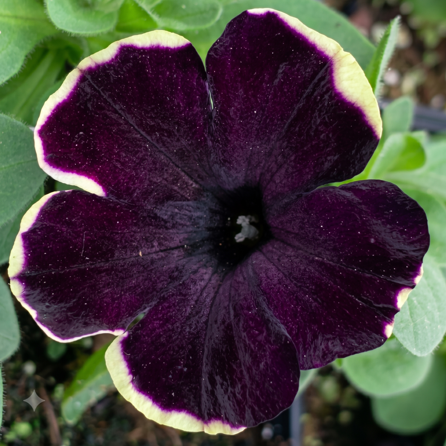 French Kiss Petunia