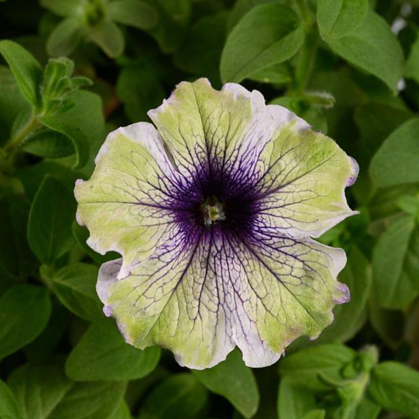 Amazonas Plum Cockatoo Petunia