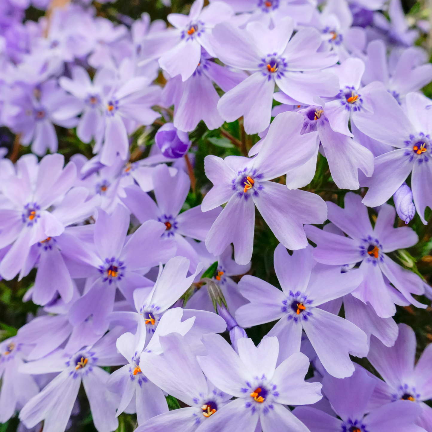 Emerald Cushion Blue Creeping Phlox
