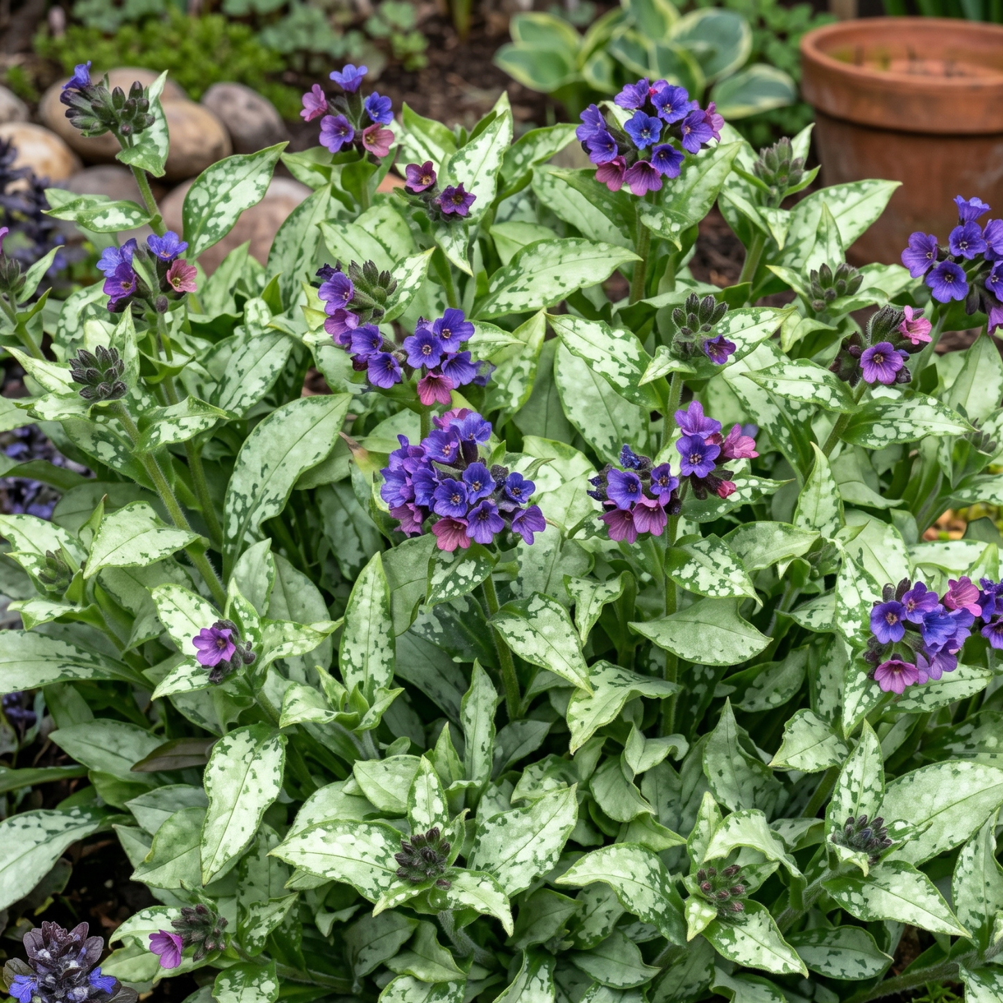 Silver Scimitar Lungwort